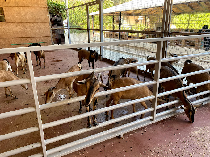 حديقة حيوان مصغرة Mini Zoo.