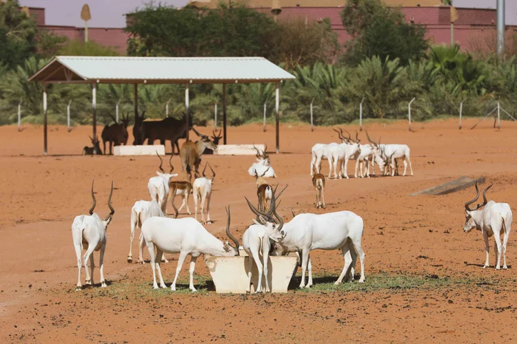 مشاهدة الحيوانات عن قرب حجز تذاكر سفاري الرياض.